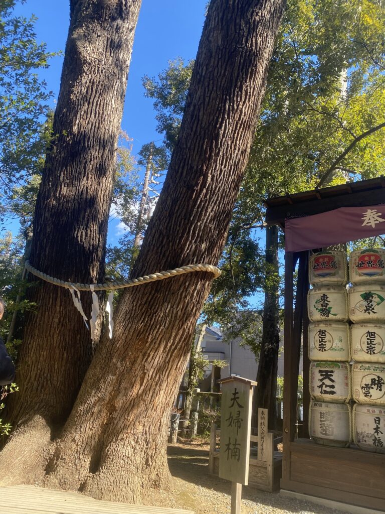 大宮氷川神社の夫婦楠