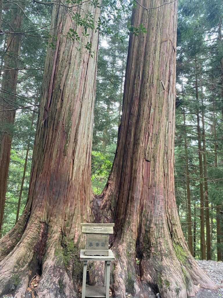 三峯神社の参道沿いの御神木