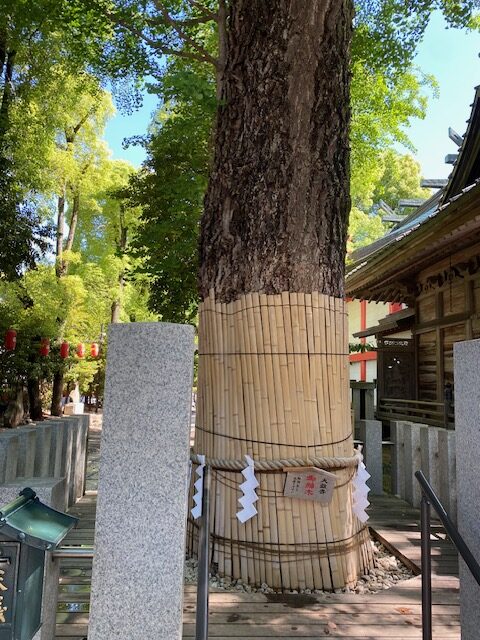 田無神社の御神木を前から