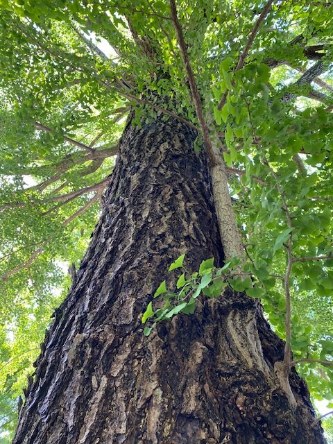 田無神社の御神木を見上げたところ