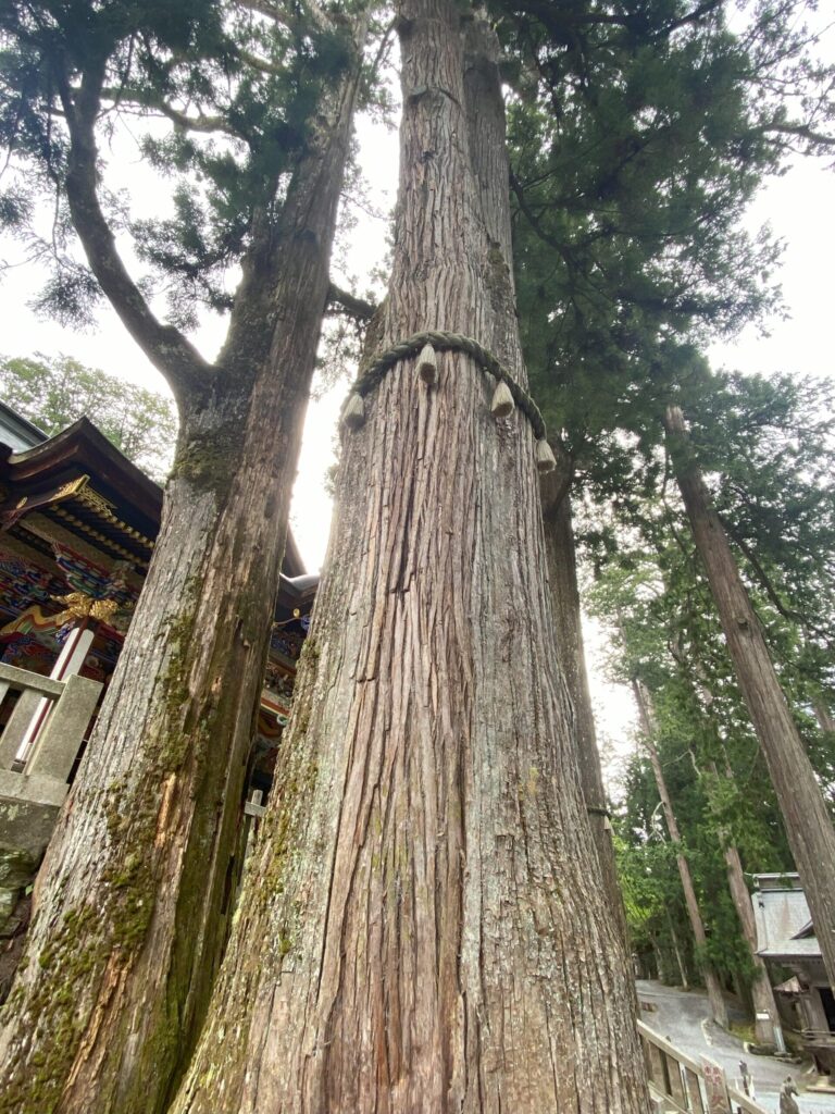 三峯神社本殿前の御神木