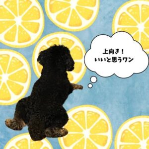 わんこの画像